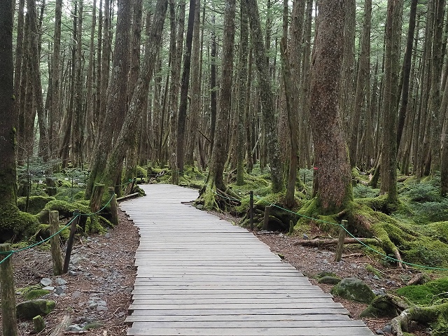 コケの森はこんな道を歩いて行きます。