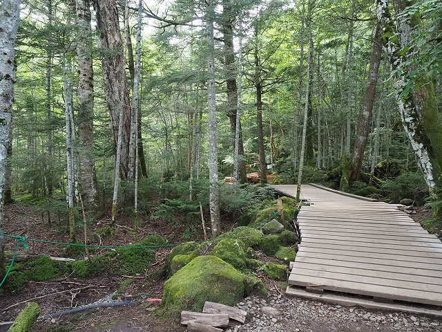 高見石に向かう道　この後がひどい道でした。