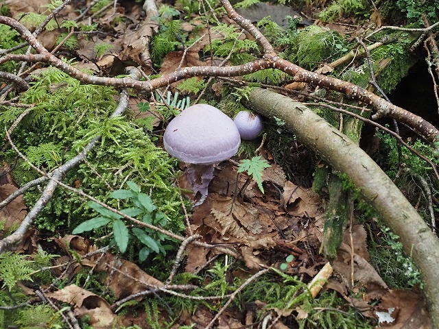 紫色の不気味なキノコ