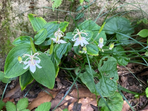 ヤマホトトギス
