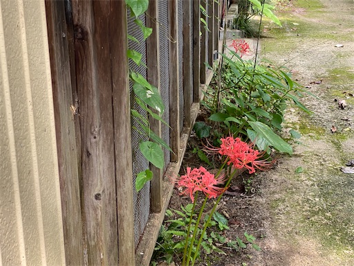  今年初めての彼岸花を見ました。