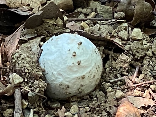 タマゴタケの卵の状態。