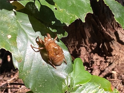 蝉の抜け殻を発見。