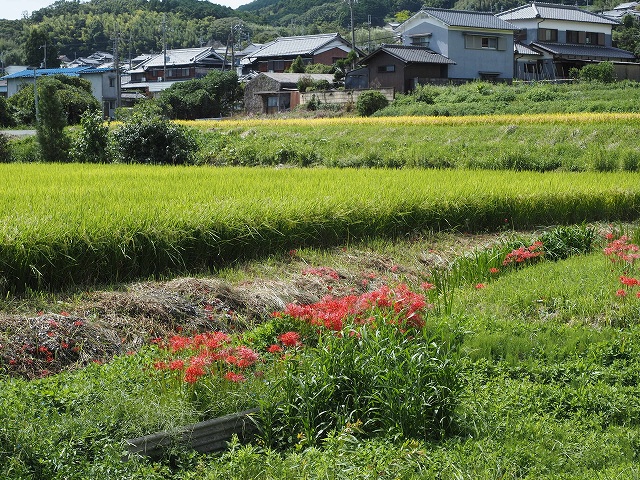 田園風景を見ながら歩きます。
