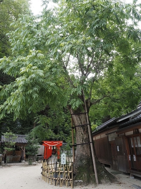 ムクロジ　羽子板の羽根の重りの部分に使われています。