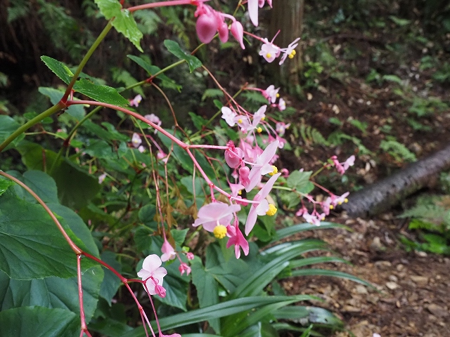 園芸種でもよく見る花です。