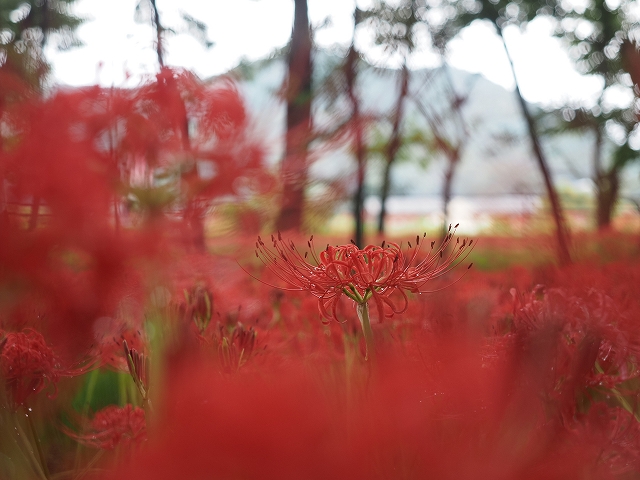 向こうに日和田山が見えています。