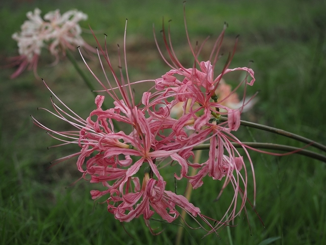 ピンクの彼岸花
