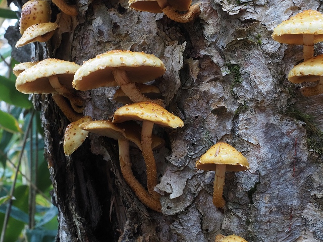 ネバネバしていそうなキノコ