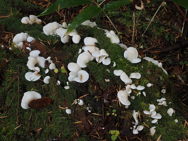 白いキノコ