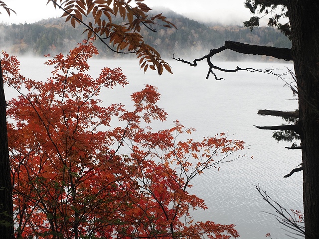 ナナカマドの赤が綺麗でした。30年前の登山で教えてもらった植物です。