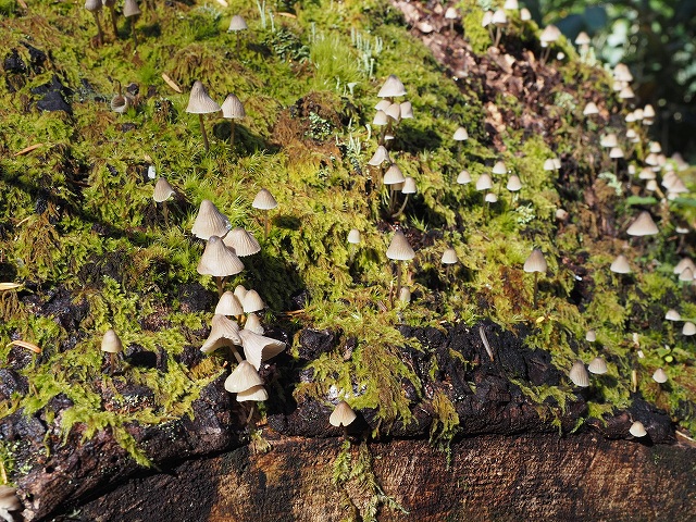 きのこの山のようなキノコ