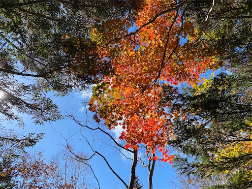 f:id:hiroko_ny:20241120001012j:image