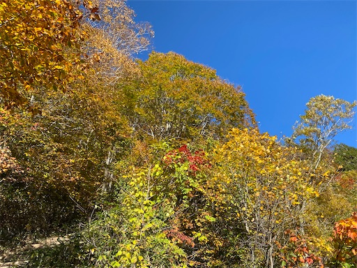 f:id:hiroko_ny:20241120001016j:image