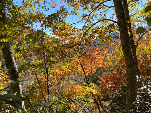 f:id:hiroko_ny:20241120001019j:image