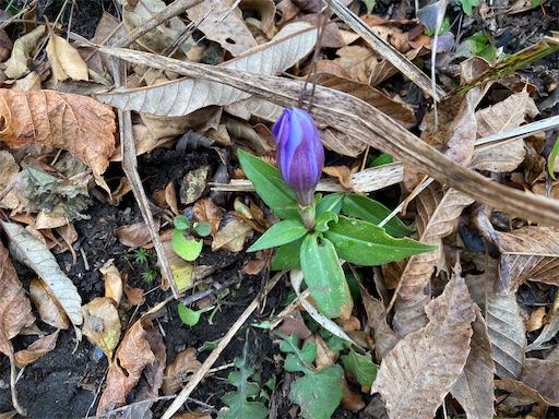 リンドウの花のつぼみ