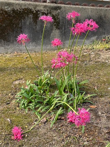 彼岸花の様で違う植物です。