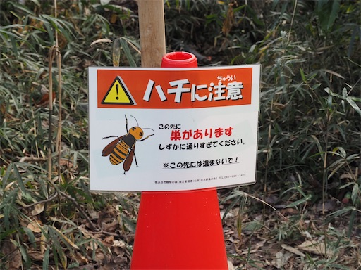 夏は蜂に⚠️です。