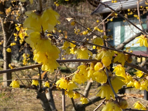 今年初めて見た蝋梅。