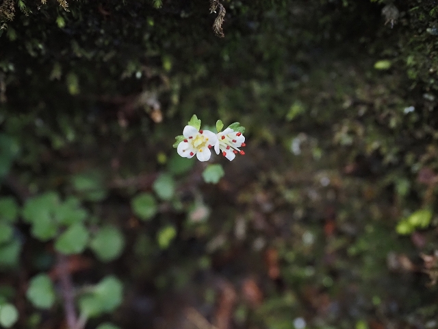 ハナネコノメ　花の直径が0.5cmほどしかありません。