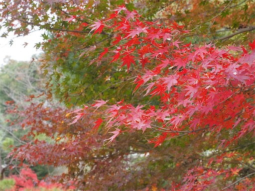 途中の紅葉もきれい。