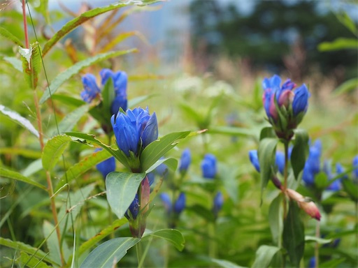 f:id:hiroko_ny:20251120195140j:image
