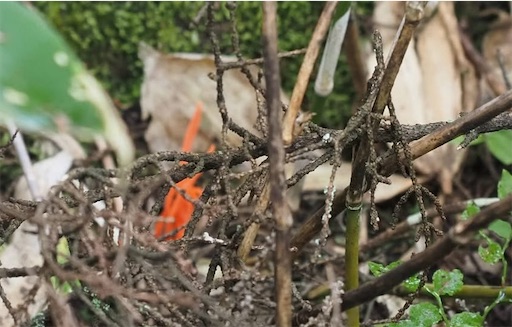初めて見た、カエンダケ