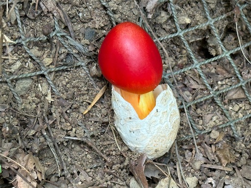 こちらの方が卵から生まれたように見えますね。