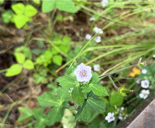f:id:hiroko_ny:20251222233151j:image