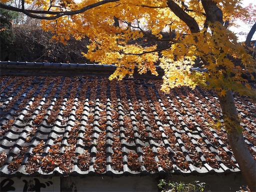蕎麦屋の屋根と銀杏の紅葉