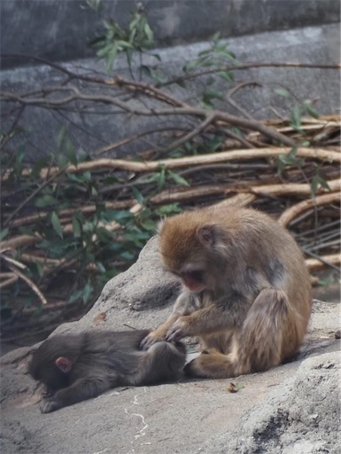 f:id:hiroko_ny:20260227195939j:image f:id:hiroko_ny:20260227195939j:image
