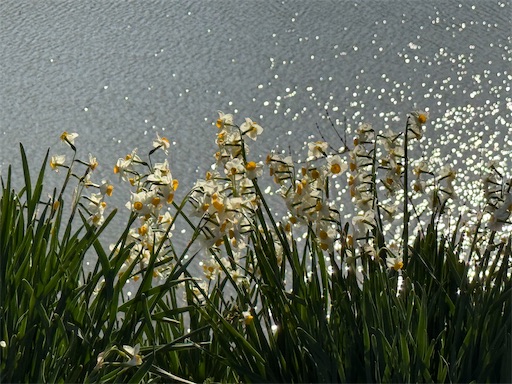 f:id:hiroko_ny:20260310205013j:image f:id:hiroko_ny:20260310205013j:image
