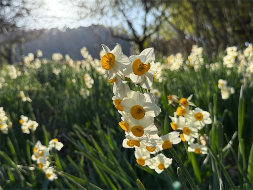 f:id:hiroko_ny:20260310205022j:image f:id:hiroko_ny:20260310205022j:image