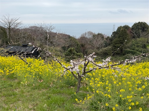 f:id:hiroko_ny:20260325203329j:image