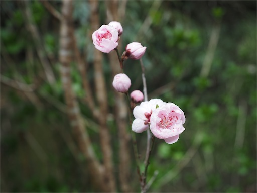 f:id:hiroko_ny:20260325203332j:image