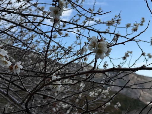 f:id:hiroko_ny:20260425234742j:image