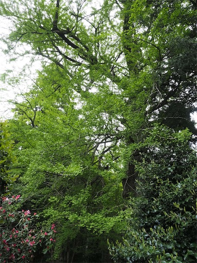 f:id:hiroko_ny:20260603235929j:image