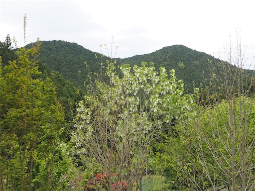 f:id:hiroko_ny:20260603235956j:image