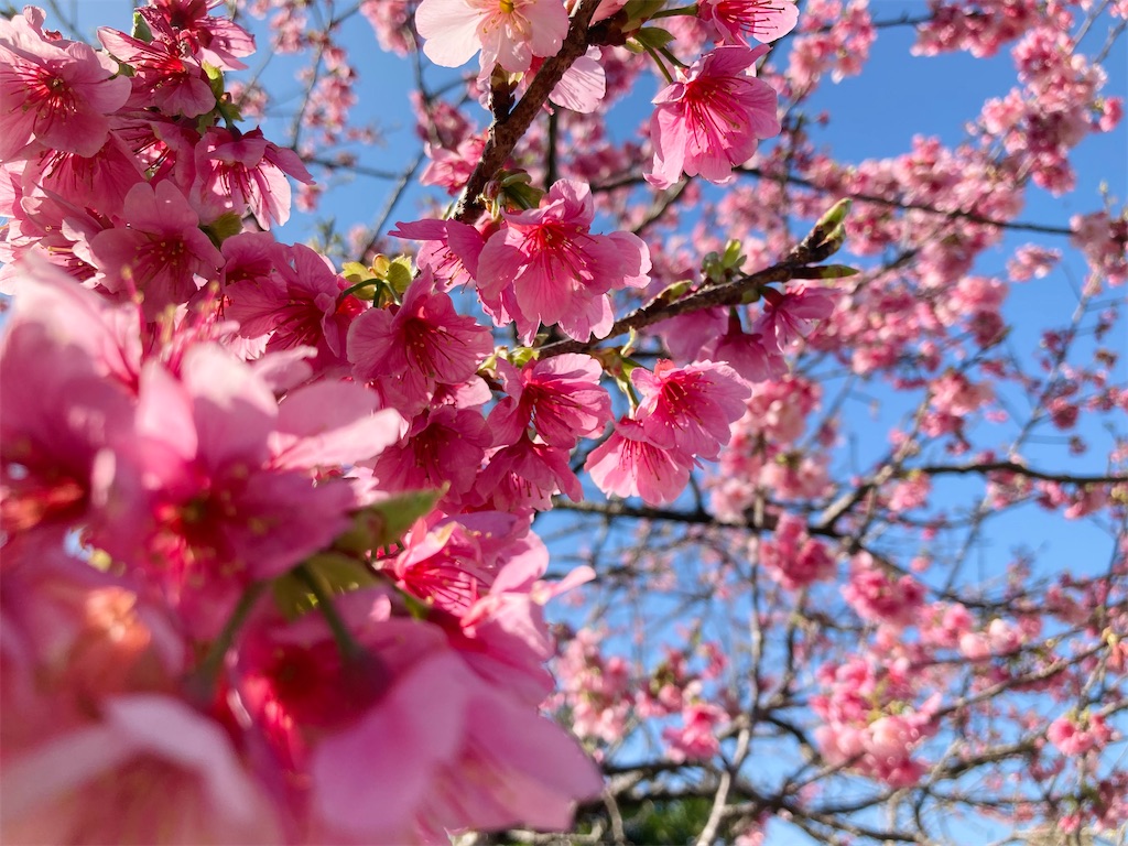 f:id:hirokoa:20260222161856j:image f:id:hirokoa:20260222161856j:image