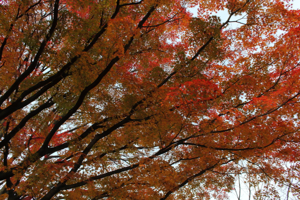 f:id:hirokows:20161130221602j:plain f:id:hirokows:20161130221602j:plain