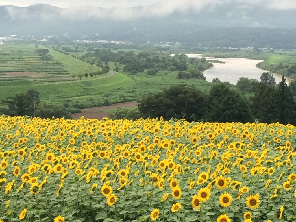 飯山菜の花公園 ひまわり鑑賞記 ひろこの自由研究