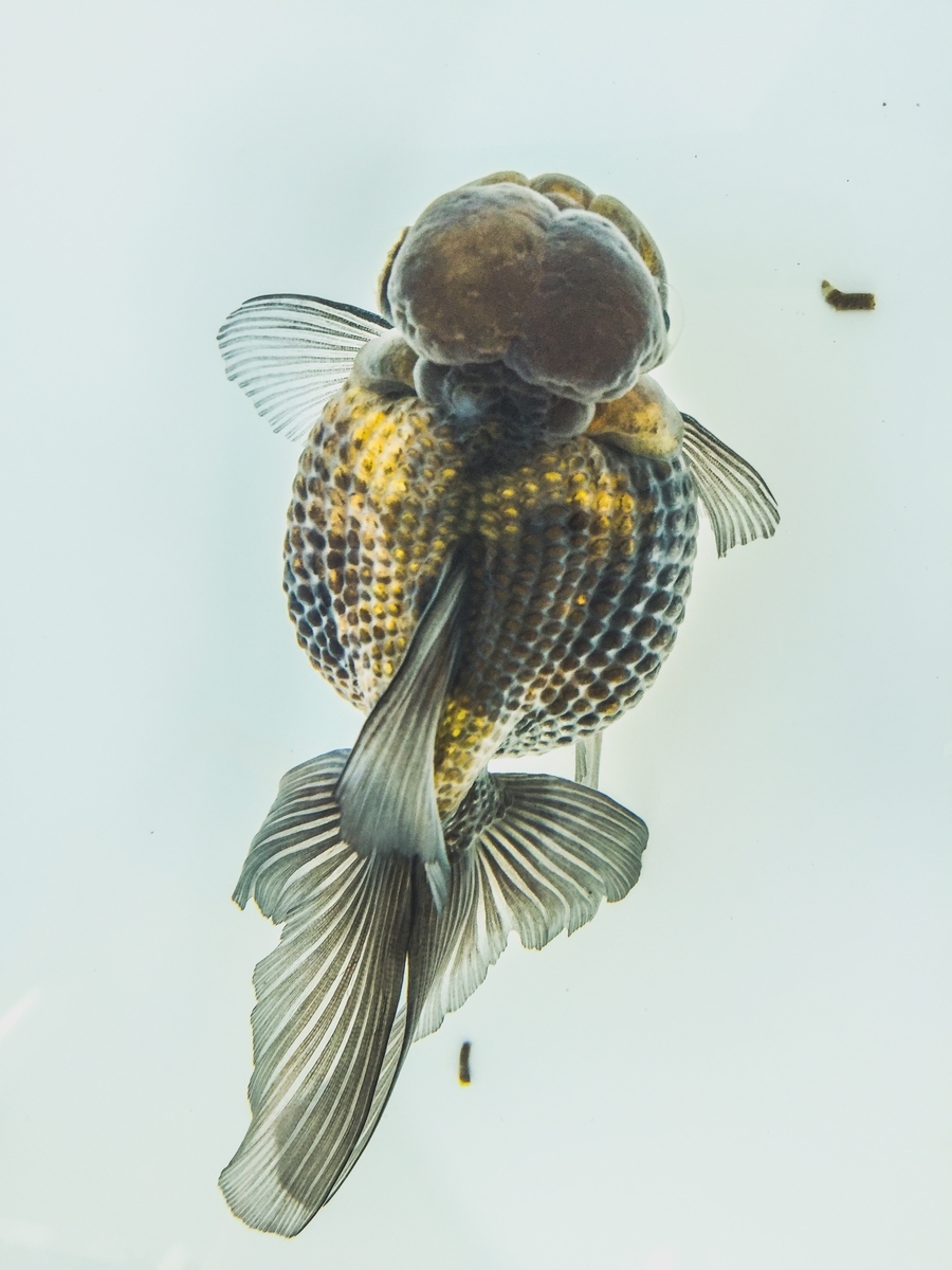 f:id:hirokules:20191113200004j:plain f:id:hirokules:20191113200004j:plain