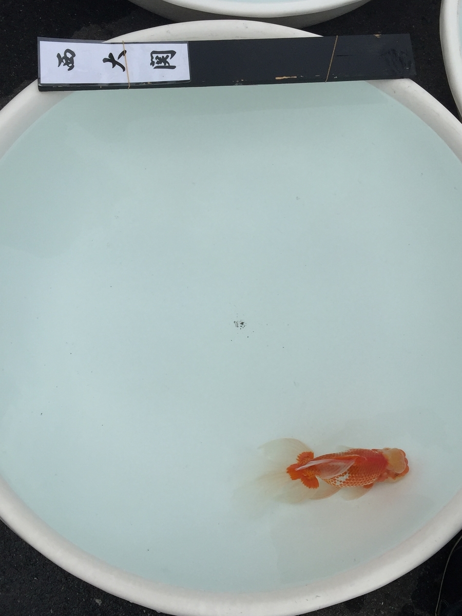 f:id:hirokules:20191121190744j:plain
