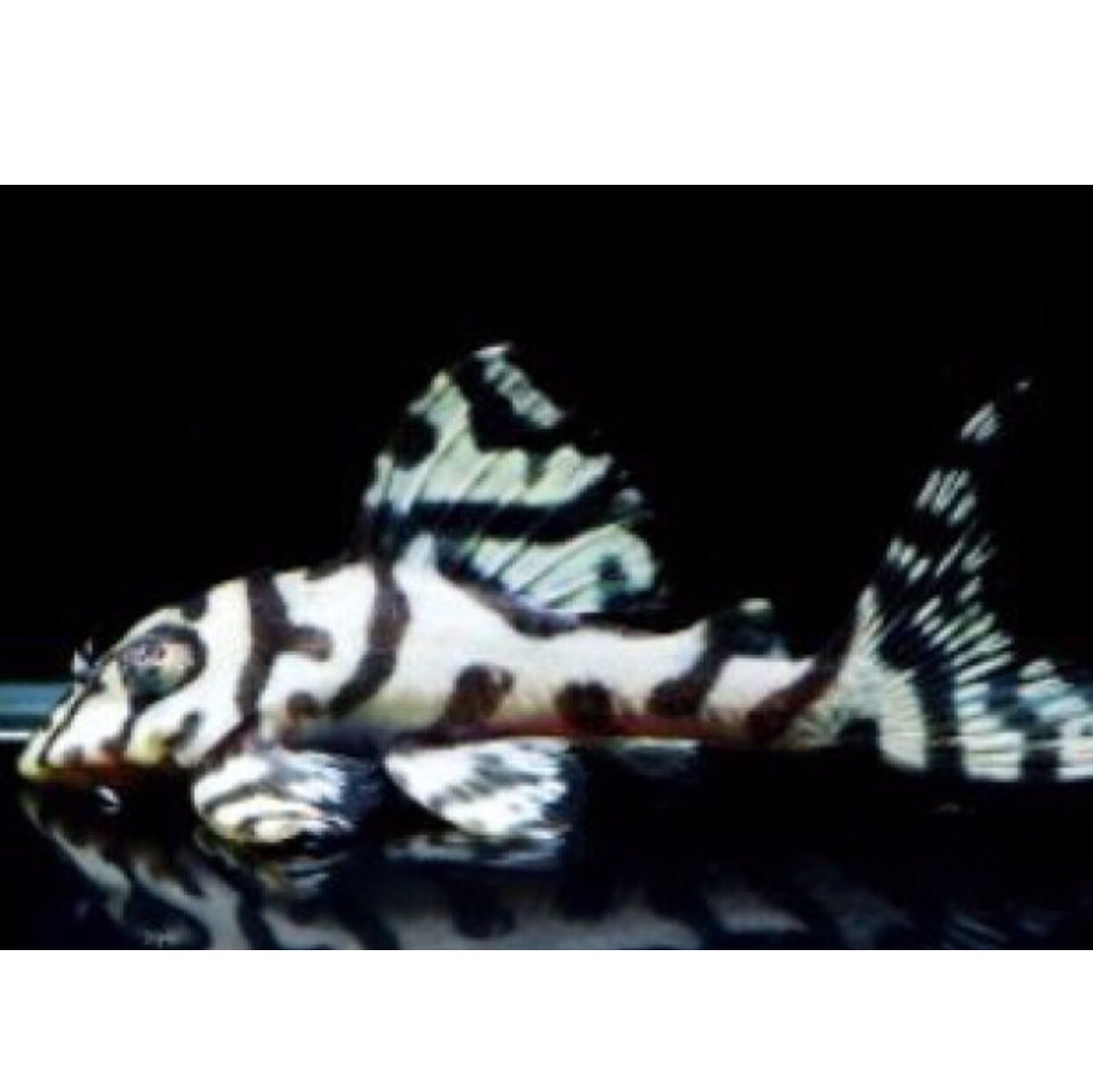 インペリアルゼブラプレコ4匹キンペコ1匹オマケ1匹