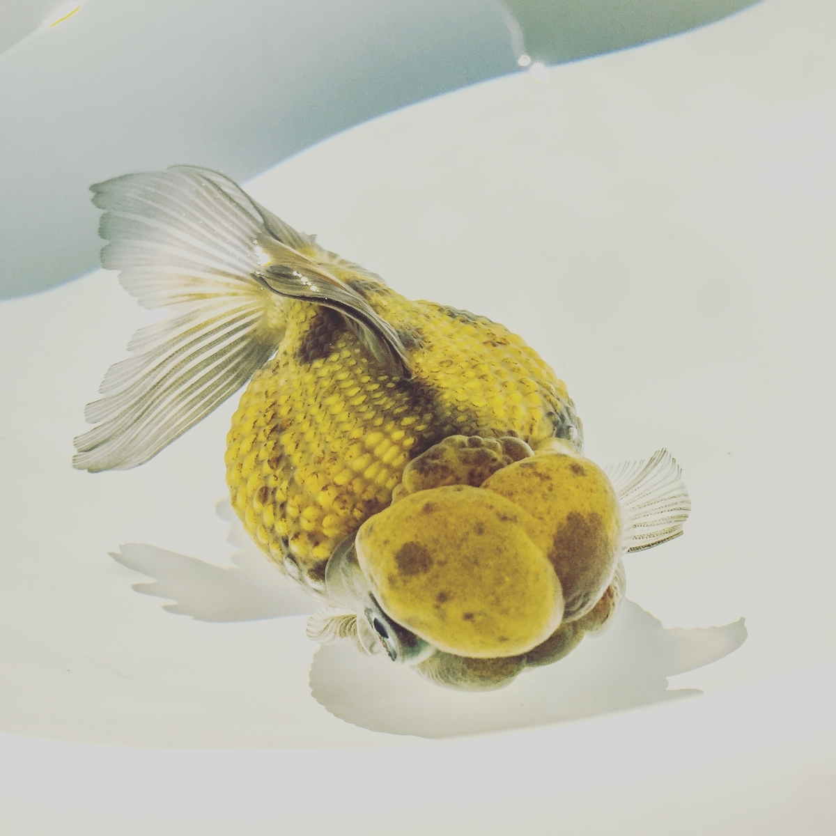 肉瘤フェチです 穂竜 Hirokules S Diary