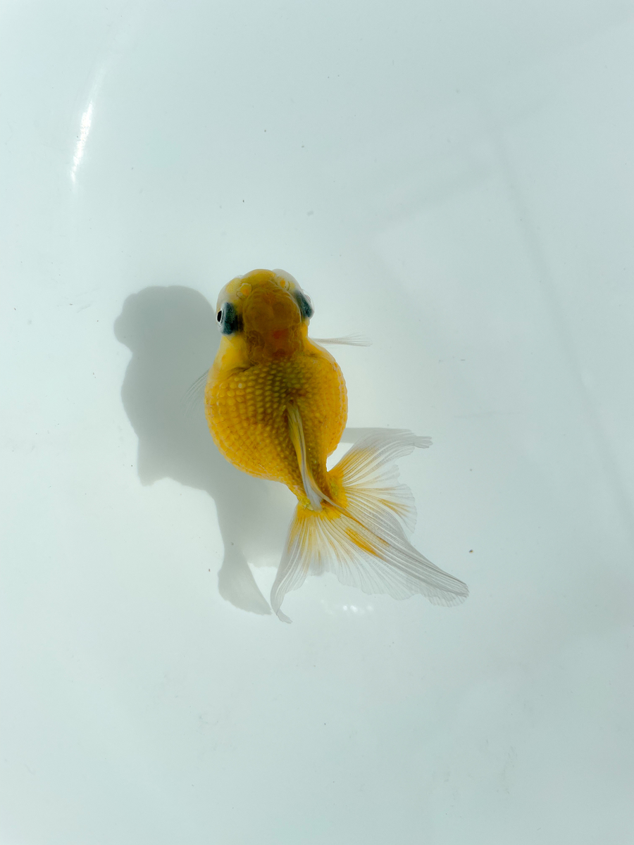 f:id:hirokules:20210918223854j:plain