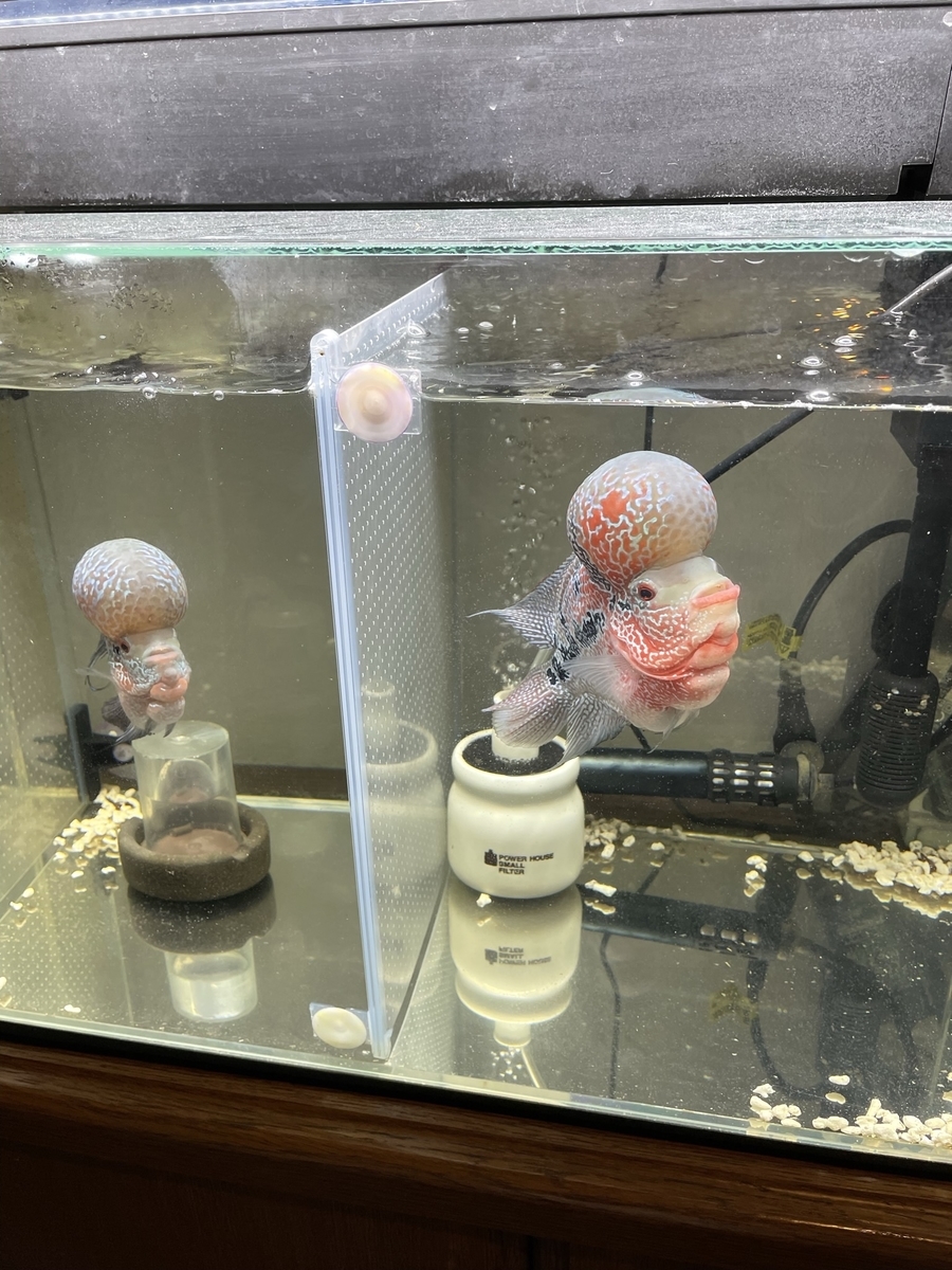 f:id:hirokules:20211123082527j:plain