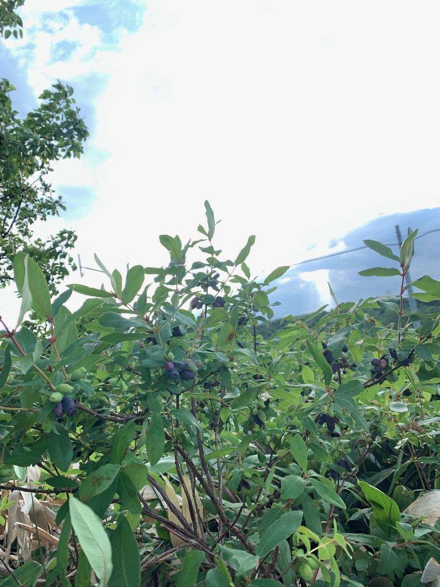 f:id:hiromi-okayama:20190729151155j:plain f:id:hiromi-okayama:20190729151155j:plain