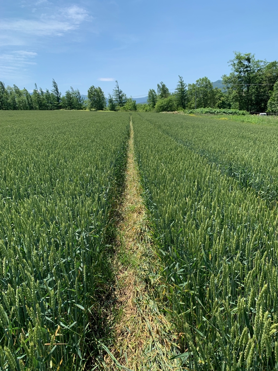f:id:hiromi-okayama:20190729152240j:plain f:id:hiromi-okayama:20190729152240j:plain
