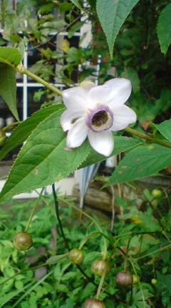 f:id:hiromi0124:20080809152734j:image